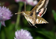 sphinx convolvuli