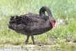 cygne noir cygne noir