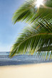 palm tree paradise