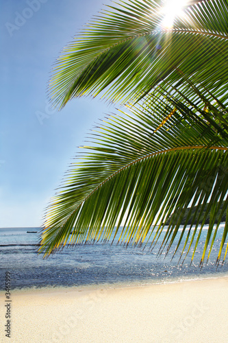 Photo: palm tree paradise palm tree paradise
