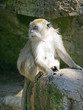 macaque 1