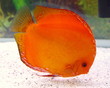 discus malboro