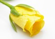 yellow rose