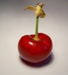 cerise