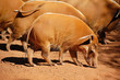 hog