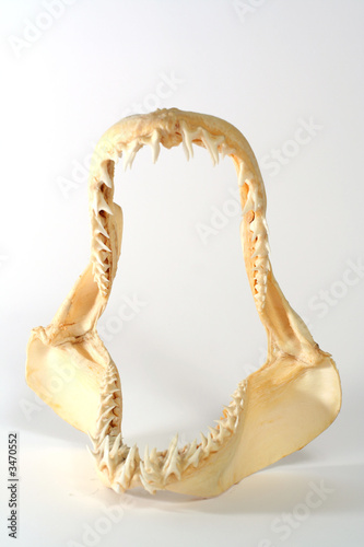 Photo: mandibula de tiburon mandibula de tiburon