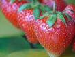 erdbeere