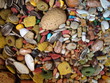 bird seeds