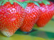 erdbeere