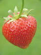 erdbeere