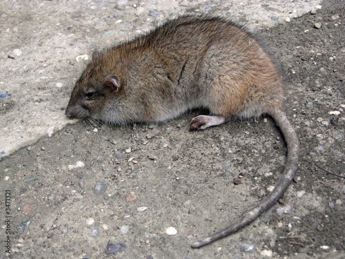 vermin