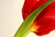 tulpe - makro