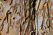 corteccia d'albero corteccia d'albero
