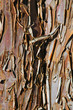 corteccia d'albero corteccia d'albero