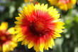 feuerblume