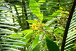 im urwald