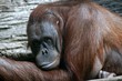 the monkey