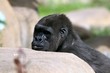 the monkey