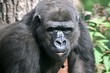 the monkey