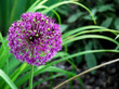 allium