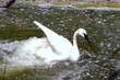 swam