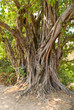 tree tree