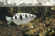 archerfish