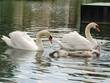 cygnes