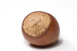hazelnut isolated on white