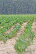 wald hinterm feld
