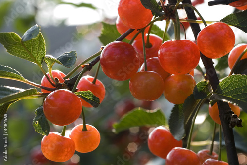Photo: cherry cherry