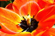 tulpenblühte geöffnet