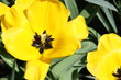 tulpenblühten geöffnet