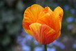 tulpe geschlossen