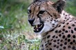 the cheetah attacks