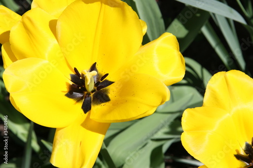 Foto: tulpenblühten geöffnet tulpenblühten geöffnet