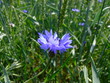 kornblume