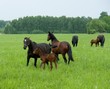 bay mare and foal