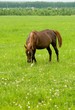 brown horse