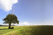 unicorn tree unicorn tree