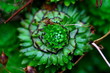 succulent succulent