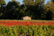 la maison au coquelicot
