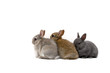 three bunnies