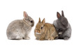 bunnies 02