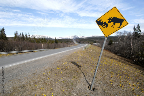 lookout for moose lookout for moose