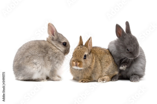 bunnies 02