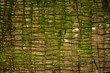 moss-covered tree bark