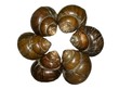 lake conch shells: teamwork lake conch shells: teamwork