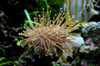 butterflyfish behind coral
