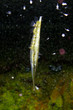 leaf fish